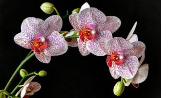 Orchids for 28th anniversary